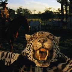 Tiger skin