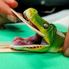 Snake