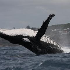 Image of a whale breaching the water