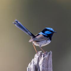 Photo of a blue superb fairywren bird