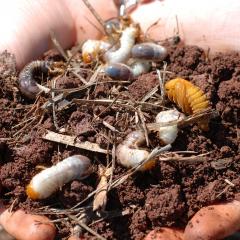 Hands holding soil and canegrubs