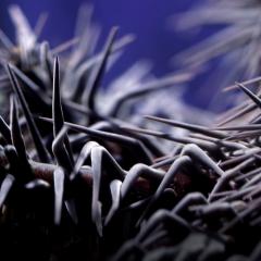 UQ researchers use ingenuity to help remove destructive crown-of-thorns from the Great Barrier Reef