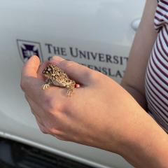 A small lizard rests in someone's hand