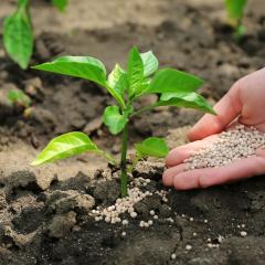 A hand puts fertiliser on a small green plant