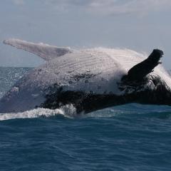 Whale breaching