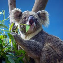 Koala chewing on a leaf in a tree