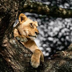 A lioness watching something in the distance while lying in a tree.