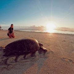 UQ PhD candidate Melissa Staines witnesses a nesting turtle returning to the ocean after