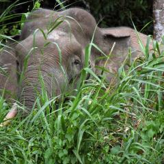 An elephant behind shrubbery