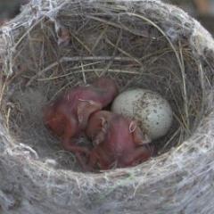 Baby birds in nest