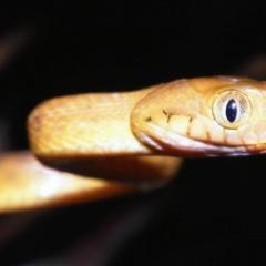 The brown tree snake (Boiga irregularis)