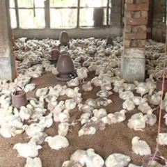 Intensive chicken farming