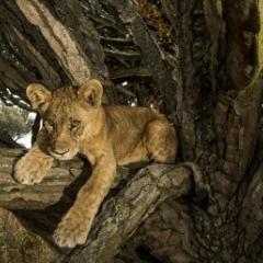Tree-climbing lion