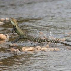 An example of an Australian lizard, in this case the Gippsland Water Dragon, running on two legs. (Credit: David Paul).