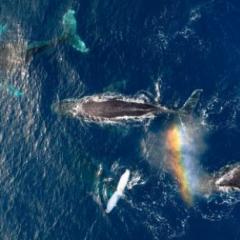 A pod of whales swimming