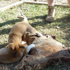 two dingo puppies playing 