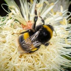 The European bumble bee (Bombus terrestris) lives in large numbers in Tasmania, but is not established on the mainland. 
