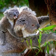 Native Australian species, such as the koala, have lost one million hectares since 2000.