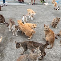 A group of stray cats